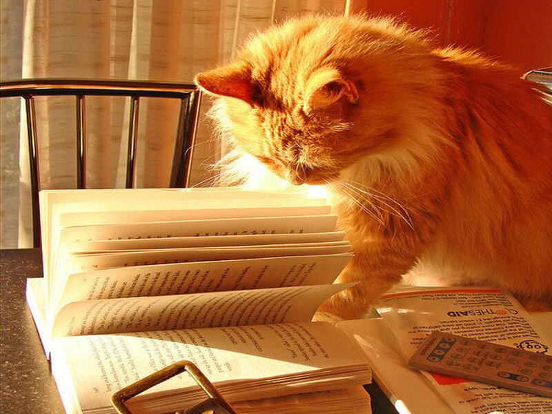 Fluffy Orange Cat — Calm, Afternoon, Photograph, Book