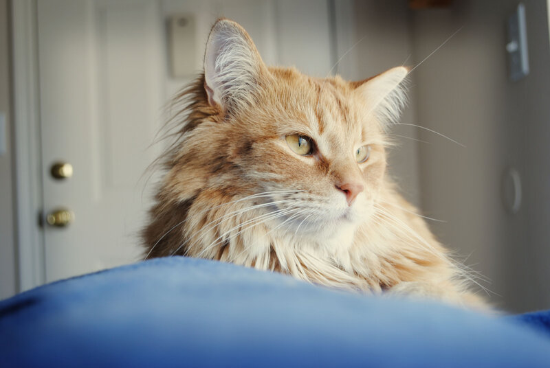 Fluffy Orange Cat — Calm, Afternoon, Photograph, Door