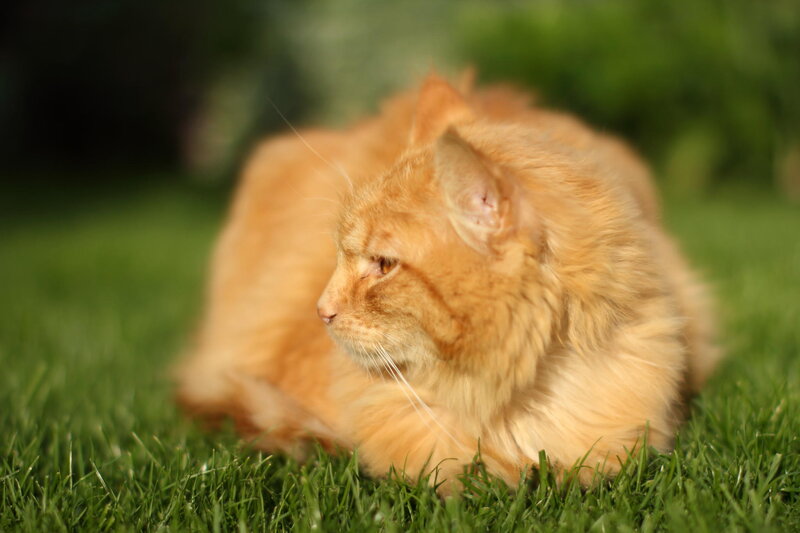 Fluffy Orange Cat — Calm, Afternoon, Photograph, Grass, Outdoor