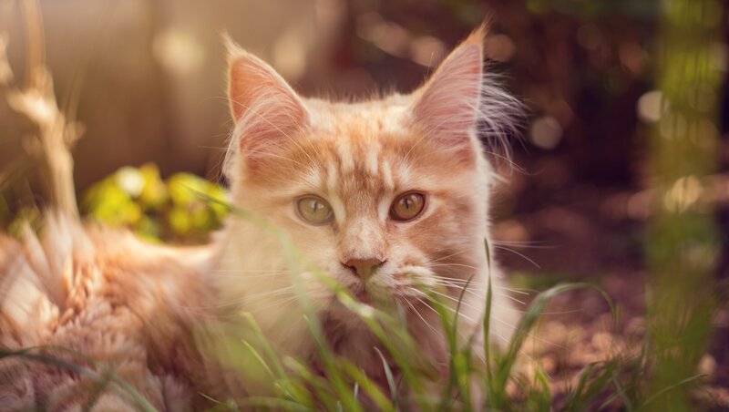 Fluffy Orange Cat — Calm, Afternoon, Photograph, Grass, Sunlight