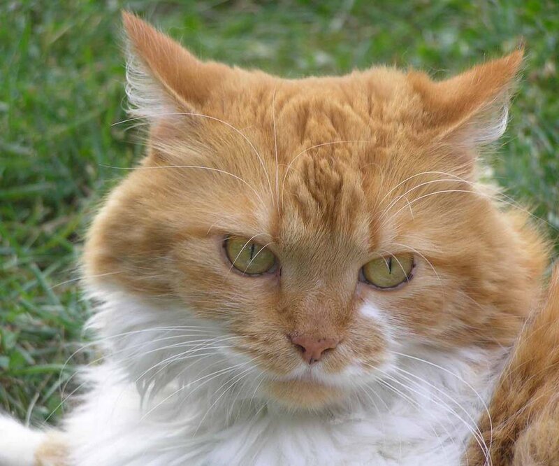 Fluffy Orange Cat — Calm, Afternoon, Photograph, Grass