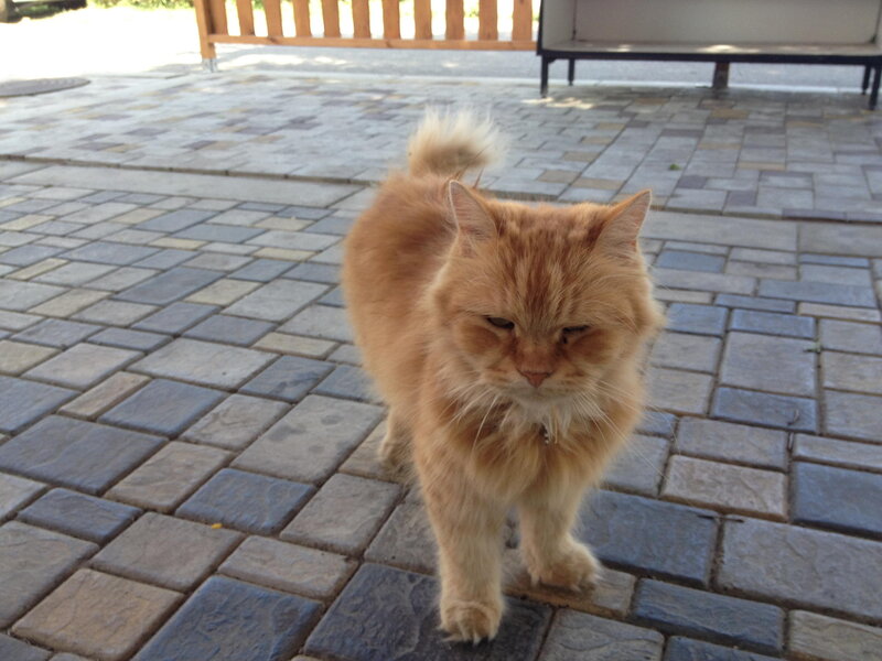 Fluffy Orange Cat — Calm, Afternoon, Photograph, Pavement