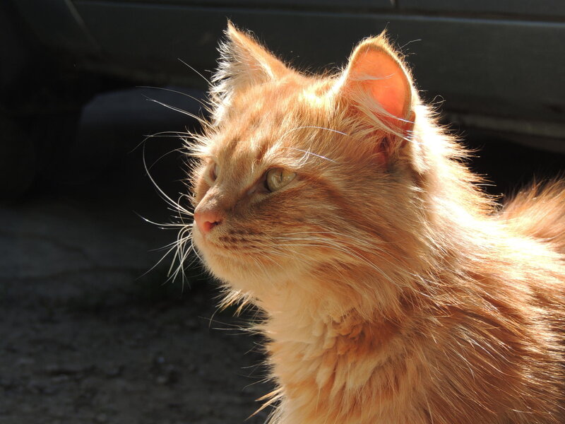 Fluffy Orange Cat — Calm, Afternoon, Photograph, Sunlight