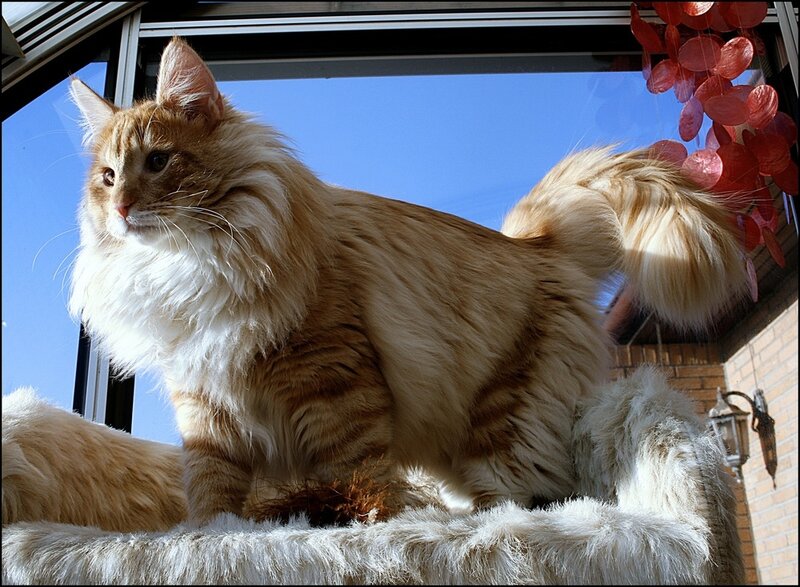 Fluffy Orange Cat — Calm, Afternoon, Photograph