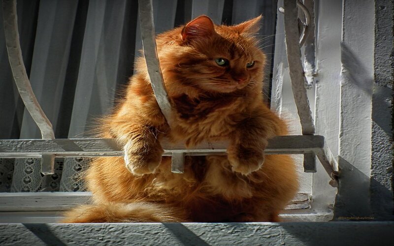 Fluffy Orange Cat — Calm, Afternoon, Photograph, Window