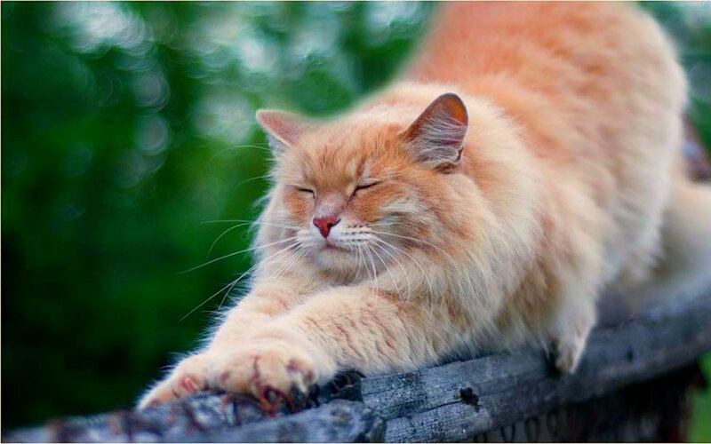 Fluffy Orange Cat — Calm, Afternoon, Photograph, Wooden Surface