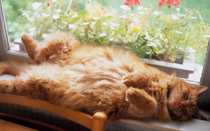 Fluffy Orange Cat — Calm, Afternoon