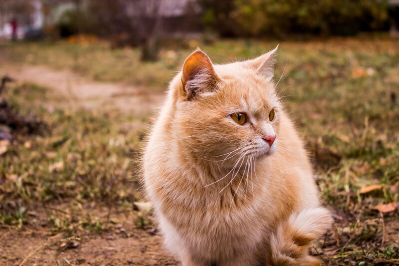 Fluffy Orange Cat — Calm, Autumn, Photograph, Grass, Path