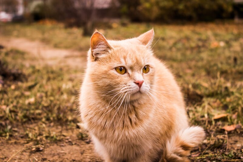 Fluffy Orange Cat — Calm, Autumn, Photograph, Grass