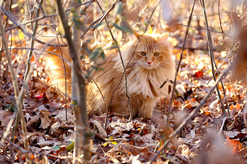 Fluffy Orange Cat — Calm, Autumn, Photograph, Leaves