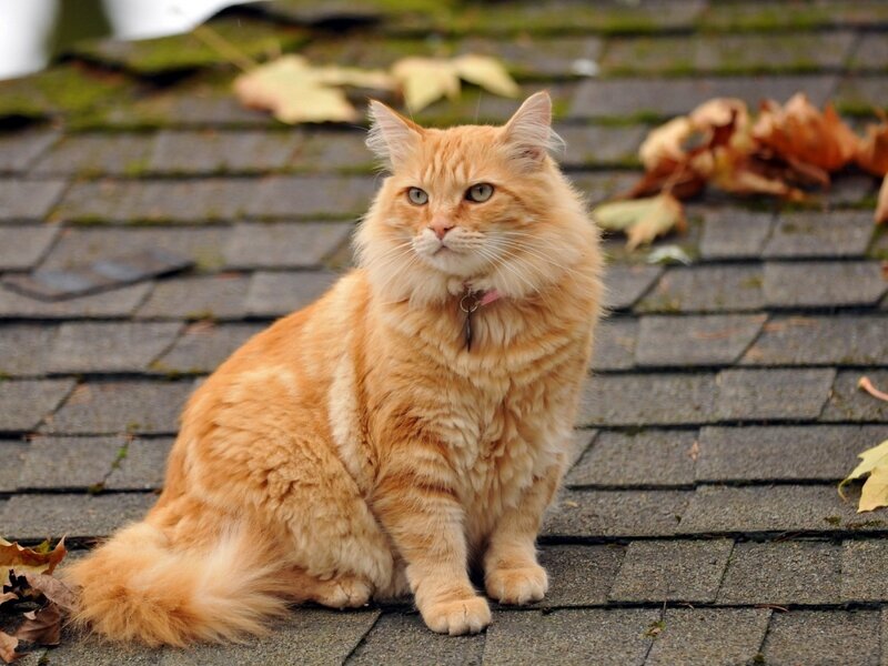 Fluffy Orange Cat — Calm, Autumn, Photograph, Roof