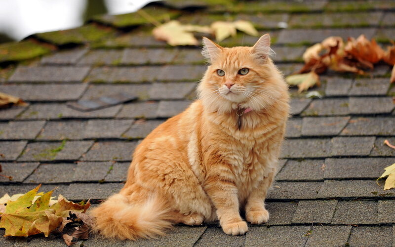 Fluffy Orange Cat — Calm, Autumn, Photograph