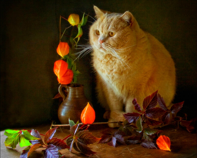 Fluffy Orange Cat — Calm, Autumn, Photograph, Vase