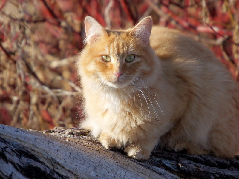 Fluffy Orange Cat — Calm, Autumn