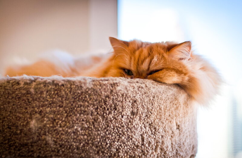 Fluffy Orange Cat — Calm, Morning, Photograph, Cat Bed