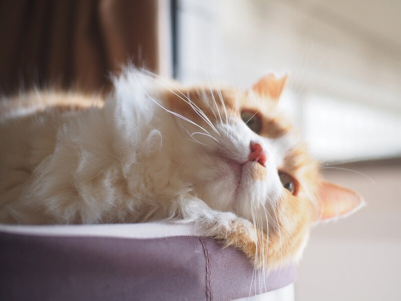 Fluffy Orange Cat — Calm, Morning, Photograph, Cat Bed, Window