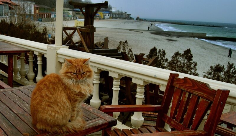 Fluffy Orange Cat — Calm, Morning, Photograph