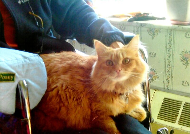 Fluffy Orange Cat — Calm, Morning