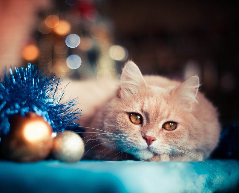 Fluffy Orange Cat — Calm, Night, Photograph, Blue Tinsel