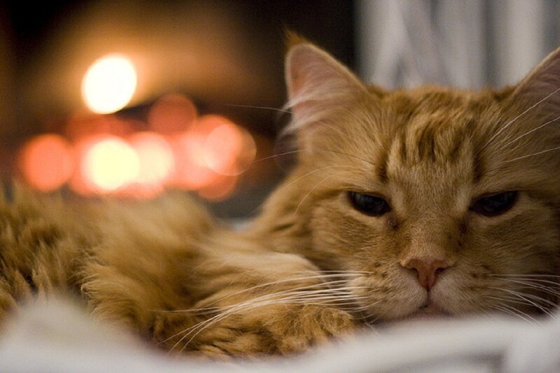 Fluffy Orange Cat — Calm, Night, Photograph, Fireplace