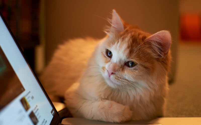Fluffy Orange Cat — Calm, Night, Photograph, Laptop
