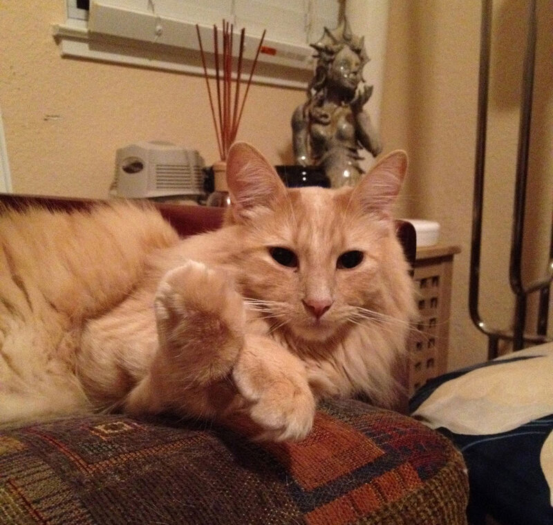 Fluffy Orange Cat — Calm, Night, Photograph, Statue