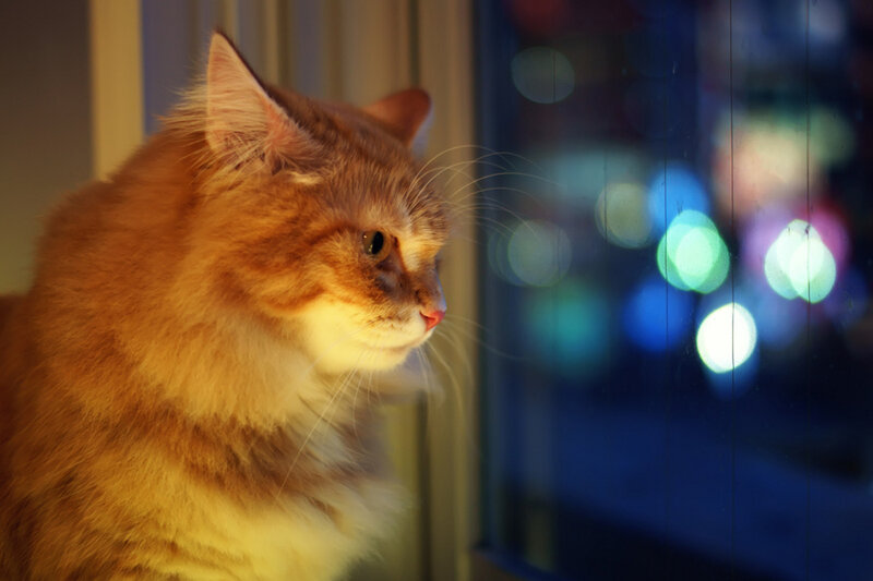 Fluffy Orange Cat — Calm, Night, Photograph