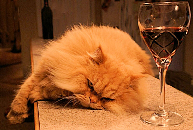 Fluffy Orange Cat — Calm, Night