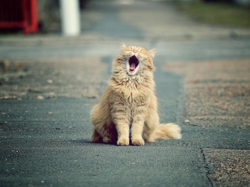 Fluffy Orange Cat — Calm, Photograph, Asphalt