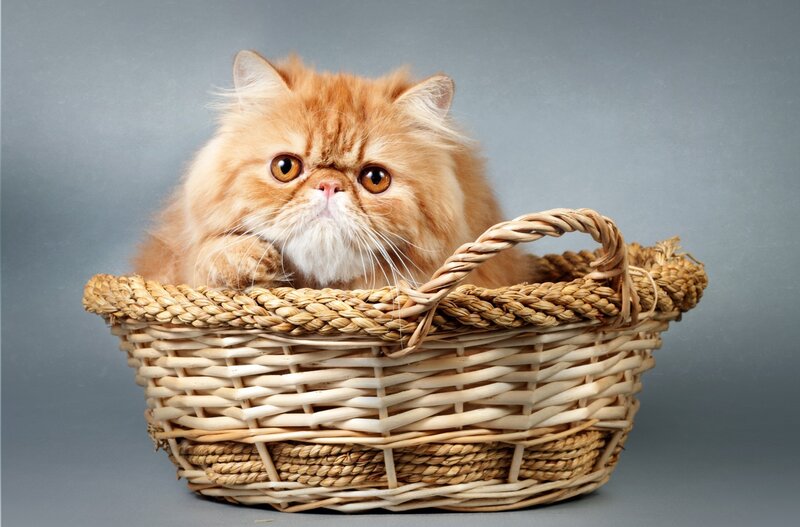 Fluffy Orange Cat — Calm, Photograph, Basket