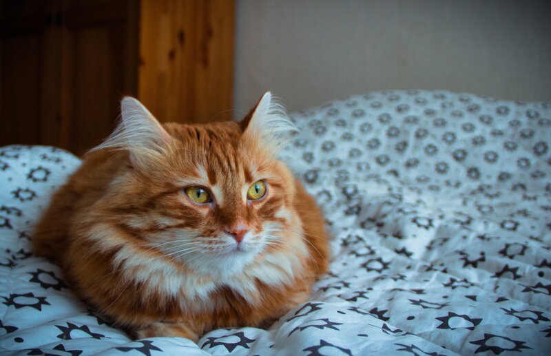 Fluffy Orange Cat — Calm, Photograph, Bed