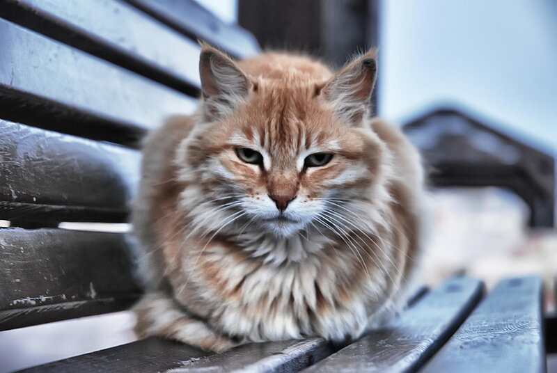Fluffy Orange Cat — Calm, Photograph, Bench