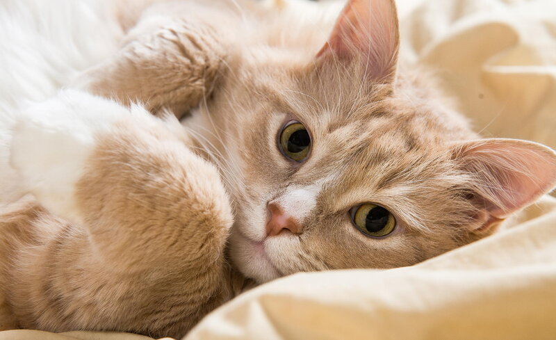 Fluffy Orange Cat — Calm, Photograph, Blanket