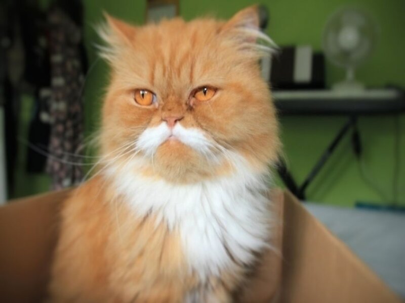 Fluffy Orange Cat — Calm, Photograph, Box