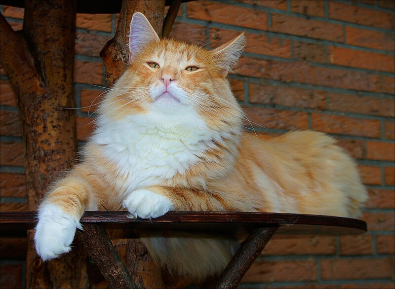 Fluffy Orange Cat — Calm, Photograph, Brick Wall