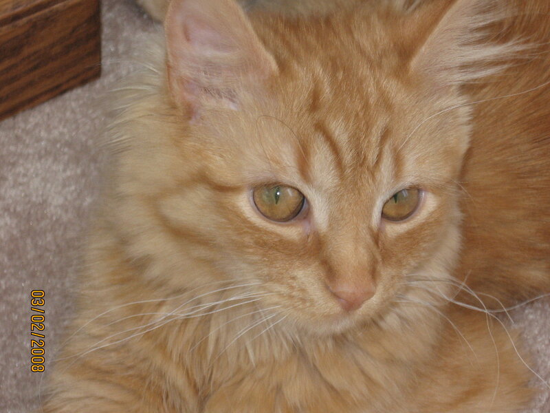 Fluffy Orange Cat — Calm, Photograph, Carpet