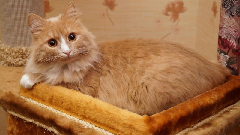 Fluffy Orange Cat — Calm, Photograph, Cat Bed