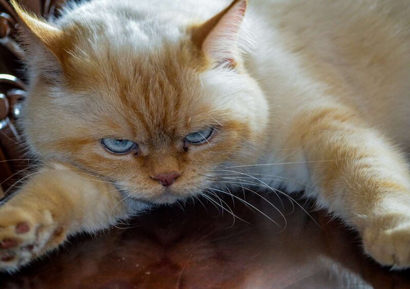 Fluffy Orange Cat — Calm, Photograph, Chair, Paws