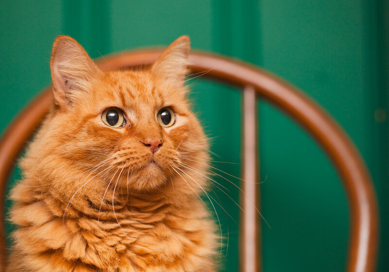 Fluffy Orange Cat — Calm, Photograph, Chair