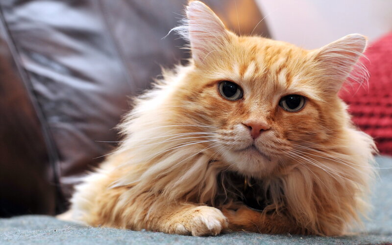 Fluffy Orange Cat — Calm, Photograph, Couch, Knit Blanket
