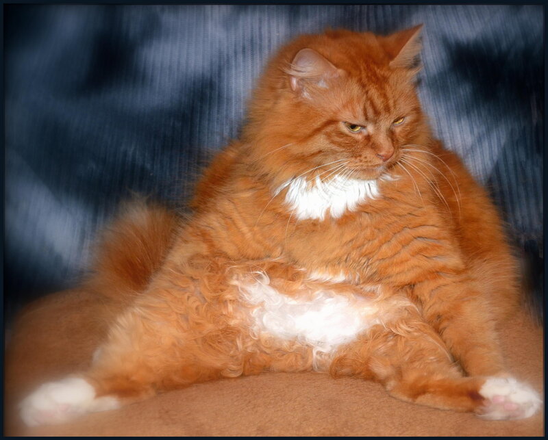 Fluffy Orange Cat — Calm, Photograph, Couch