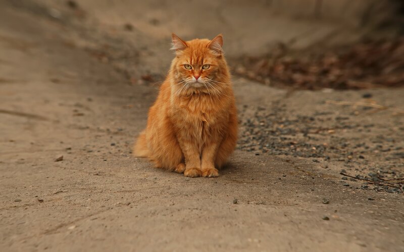 Fluffy Orange Cat — Calm, Photograph, Dirt Ground