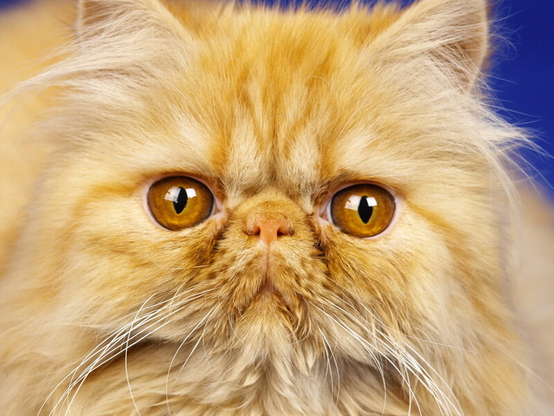 Fluffy Orange Cat — Calm, Photograph, Eyes