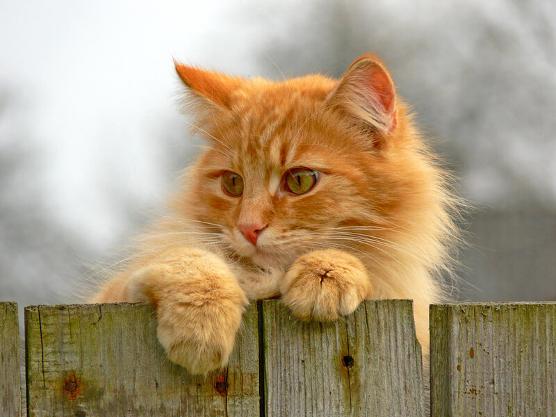 Fluffy Orange Cat — Calm, Photograph, Fence