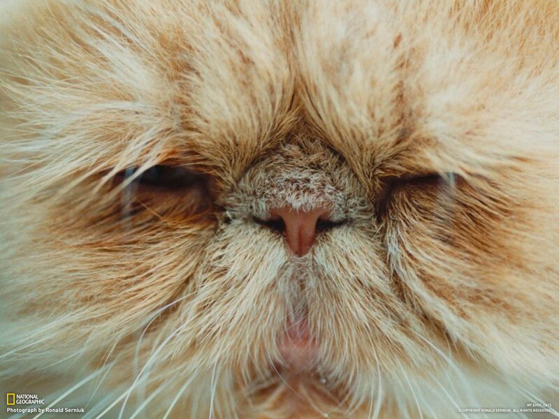 Fluffy Orange Cat — Calm, Photograph, Fur