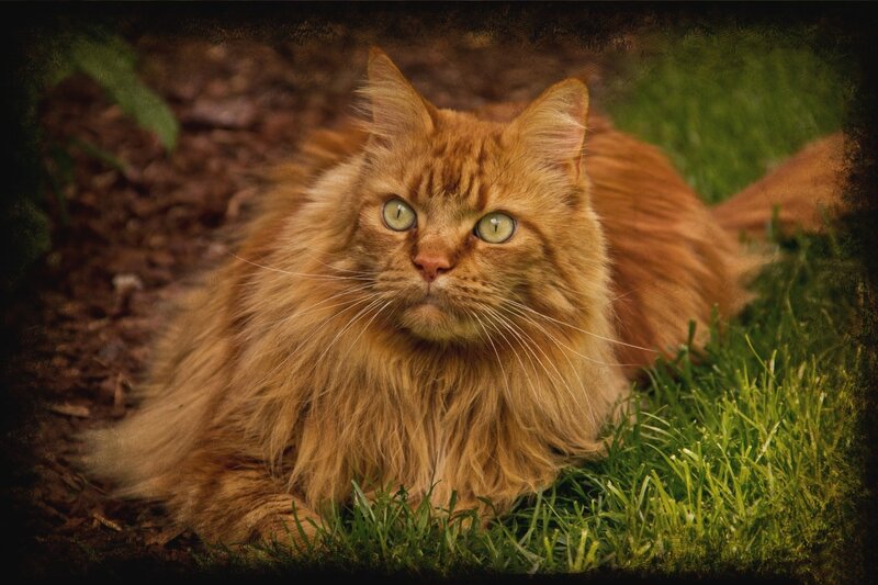 Fluffy Orange Cat — Calm, Photograph, Grass