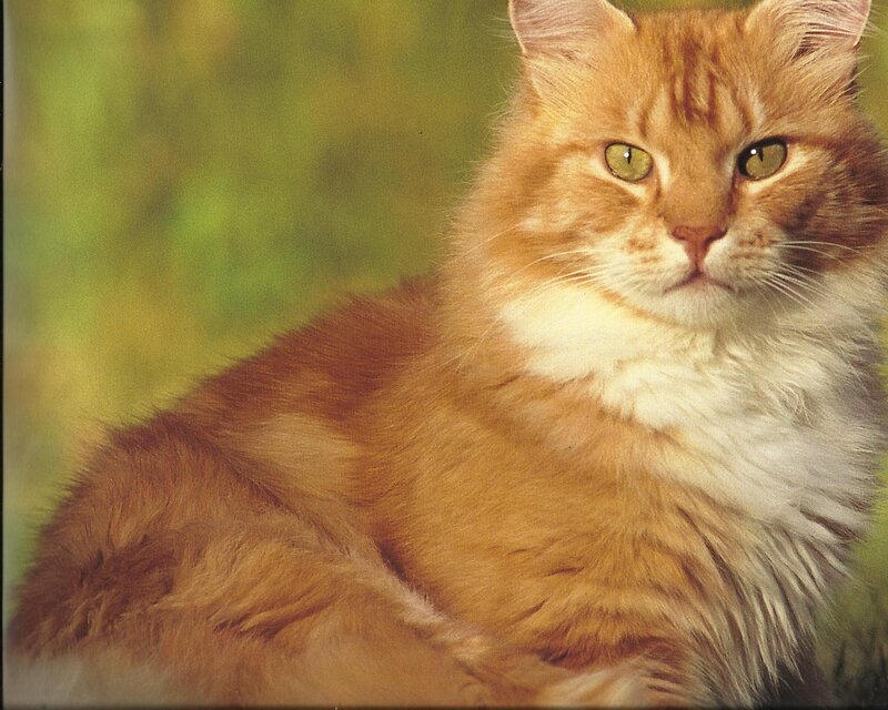 Fluffy Orange Cat — Calm, Photograph, Green Background