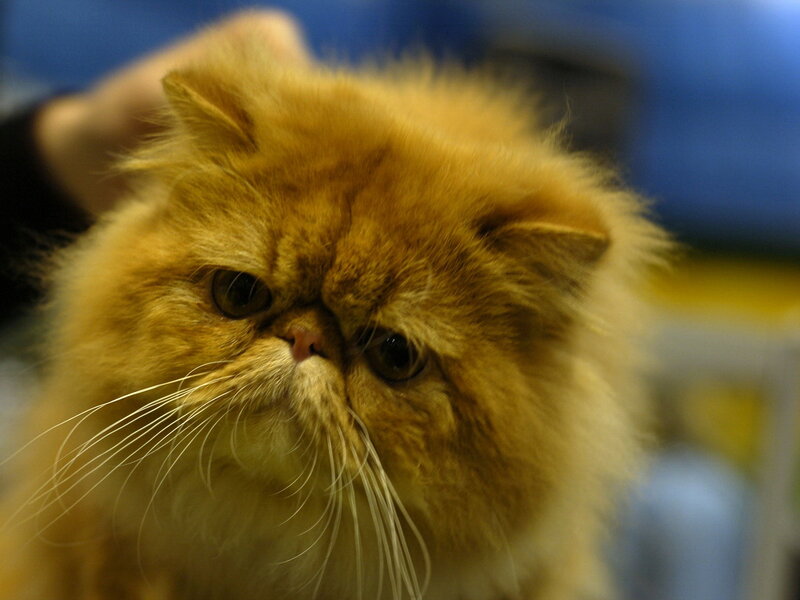 Fluffy Orange Cat — Calm, Photograph, Hand