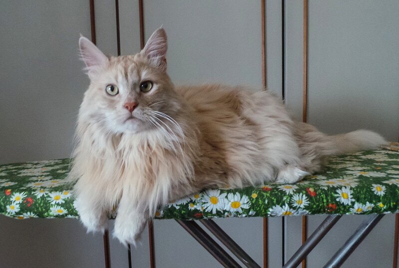 Fluffy Orange Cat — Calm, Photograph, Ironing Board