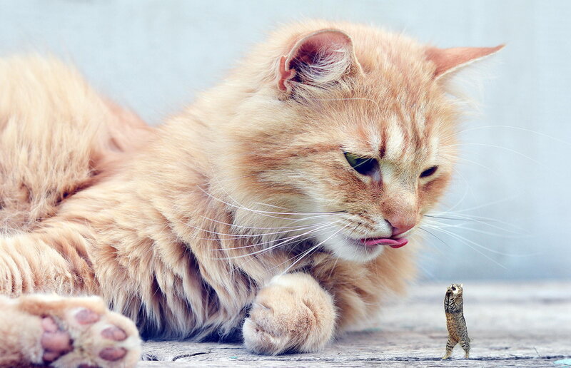 Fluffy Orange Cat — Calm, Photograph, Kitten